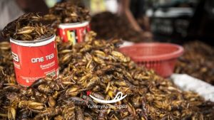 Deep-Fried Grasshoppers (Tak Ka Tan Street Food in Thailand) Seasoned with Thai pepper powder and golden mountain sauce